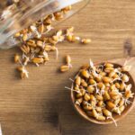 Can you buy sprouted grains?