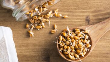 Can you buy sprouted grains?