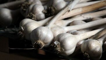 Can you get botulism from chili oil?