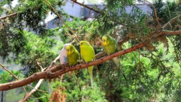 Can you put butter back in the fridge after softening?