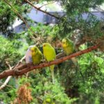 Can you put butter back in the fridge after softening?