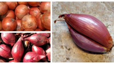 Can you use shallots instead of onions in risotto?