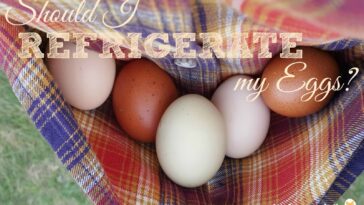 Do I have an egg sensitivity?