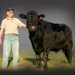 Do Wagyu cows eat olives?