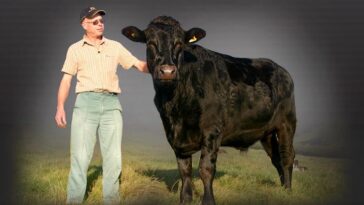 Do Wagyu cows eat olives?