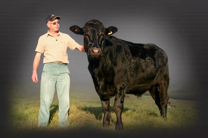 Do Wagyu cows eat olives?