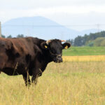 Do Wagyu cows listen to music?