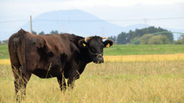 Do Wagyu cows listen to music?