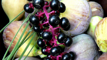 Do cherries have a laxative effect?