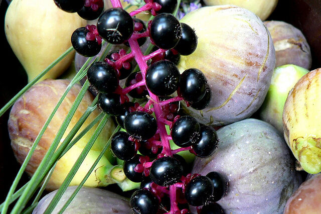 Do cherries have a laxative effect?