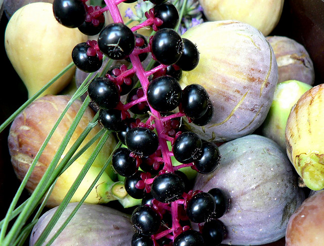 Do cherries have a laxative effect?