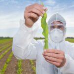 Do cherries have side effects?