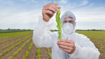 Do cherries have side effects?