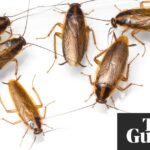 Do cockroaches like coffee?