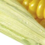 Do corn tortillas raise blood sugar?