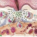 Do eggs cause inflammation?