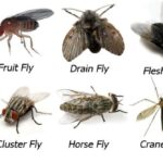Do flies have a lot of protein?