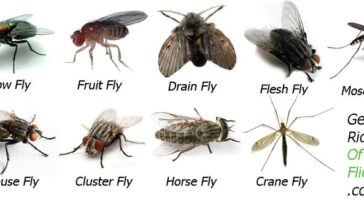 Do flies have a lot of protein?