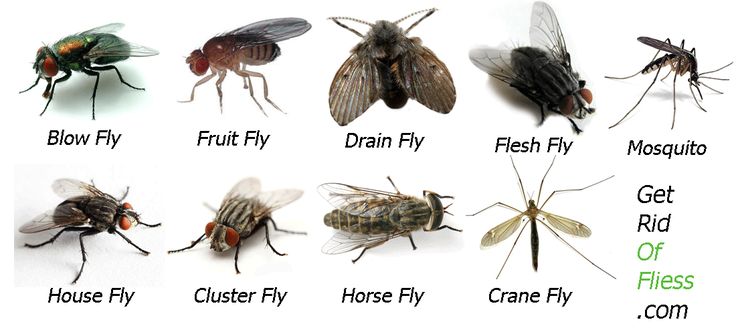 House Fly Size Comparison