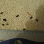 Do insects like coffee?