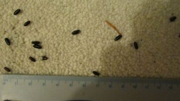 Do insects like coffee?