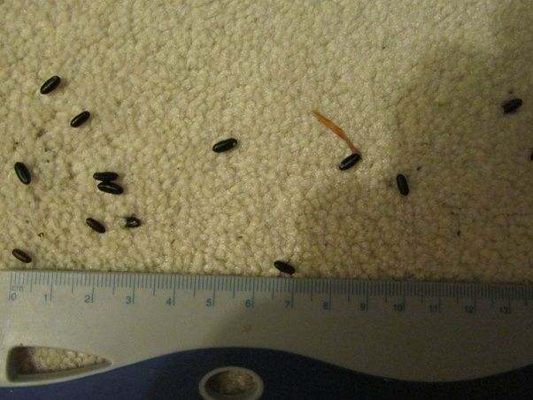 Do insects like coffee?