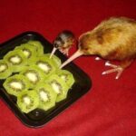 Do kiwi birds eat kiwi fruits?