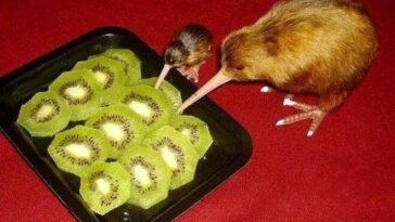 Do kiwi birds eat kiwi fruits?