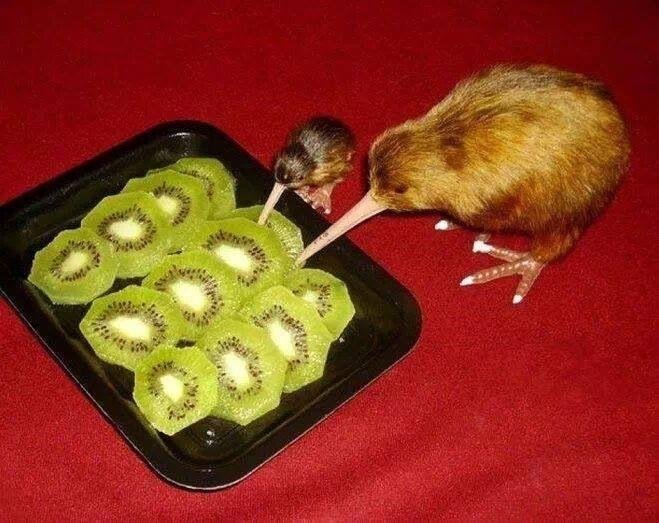 Do kiwi birds eat kiwi fruits?