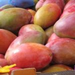 Do mangoes cause gas?