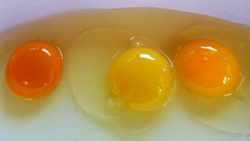 Do organic eggs have orange yolks?