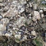 Do pumpkins absorb toxins from soil?