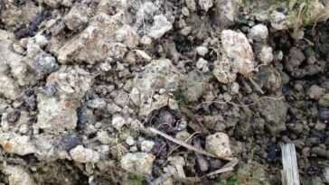 Do pumpkins absorb toxins from soil?