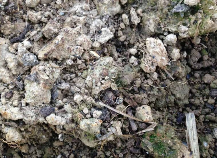 Do pumpkins absorb toxins from soil?