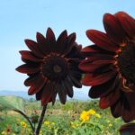 Do purple sunflowers exist?