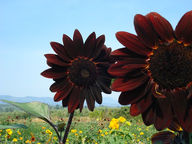 Do purple sunflowers exist?
