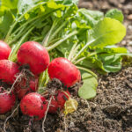 Do radishes have vitamin K?