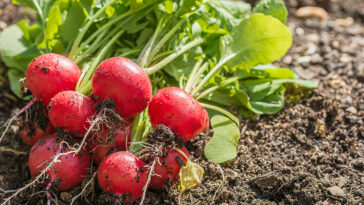 Do radishes have vitamin K?