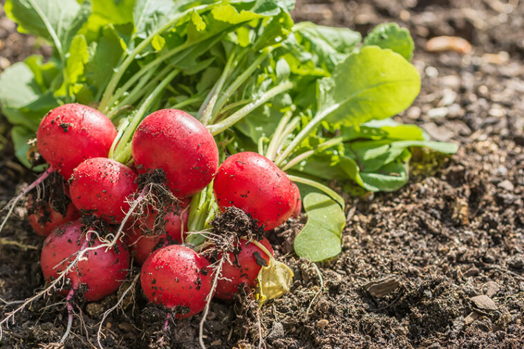 Do radishes have vitamin K?