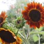 Do red sunflowers start off yellow?