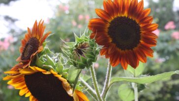 Do red sunflowers start off yellow?