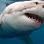 Do they still make shark bites?