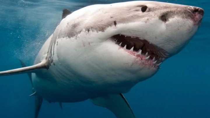 Do they still make shark bites?