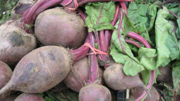 Does Costco have beetroot?