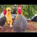 Does IGA do cooked chickens?