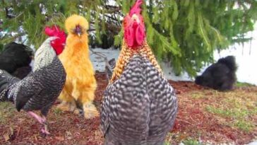 Does IGA do cooked chickens?