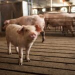 Does Smithfield bacon come from China?