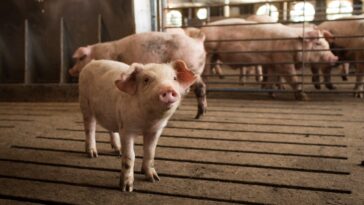 Does Smithfield bacon come from China?