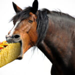Does Taco Bell use horse meat?