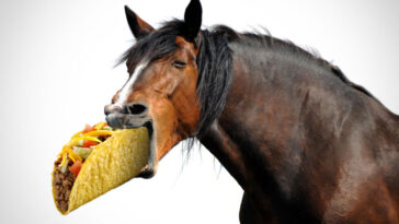 Does Taco Bell use horse meat?